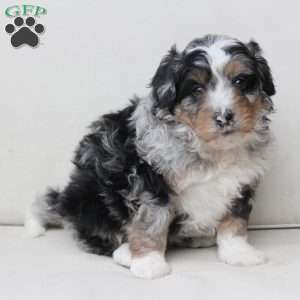 Diesel, Bernedoodle Puppy