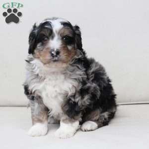 Diesel, Bernedoodle Puppy