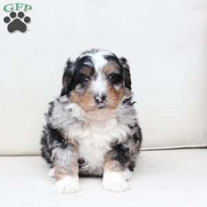 Diesel, Bernedoodle Puppy
