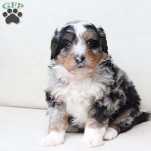 Diesel, Bernedoodle Puppy