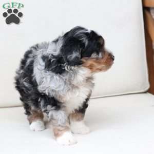 Diesel, Bernedoodle Puppy