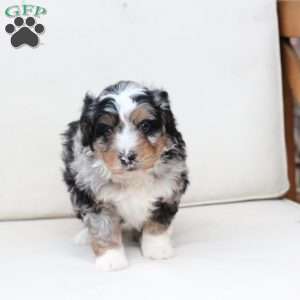 Diesel, Bernedoodle Puppy