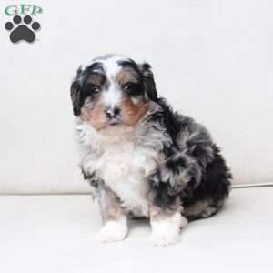 Diesel, Bernedoodle Puppy