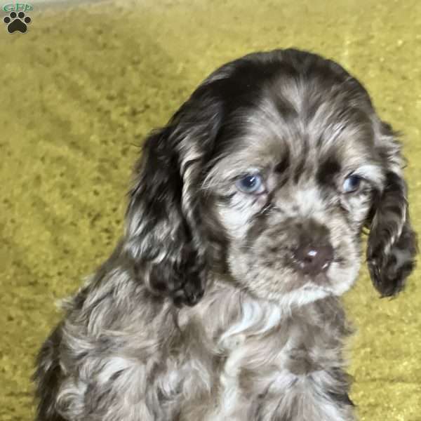 Candace, Cocker Spaniel Puppy