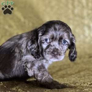 Candace, Cocker Spaniel Puppy