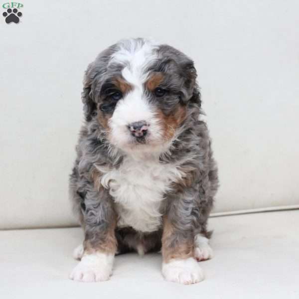 Thor, Bernedoodle Puppy