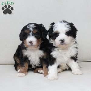 Mable, Bernedoodle Puppy