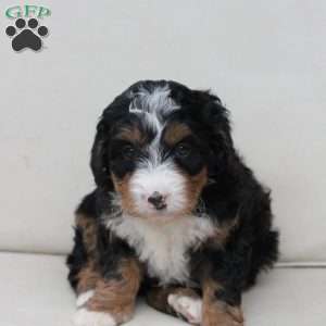 Mable, Bernedoodle Puppy