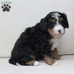 Mable, Bernedoodle Puppy