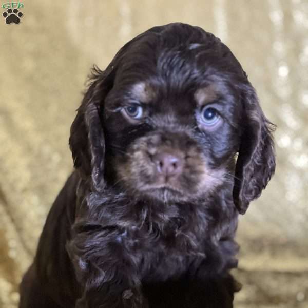 Cameron, Cocker Spaniel Puppy
