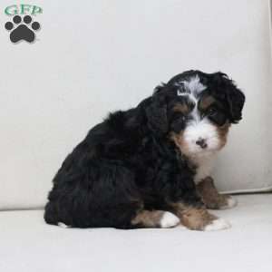 Mable, Bernedoodle Puppy