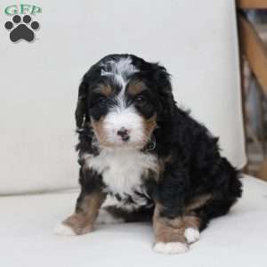 Mable, Bernedoodle Puppy