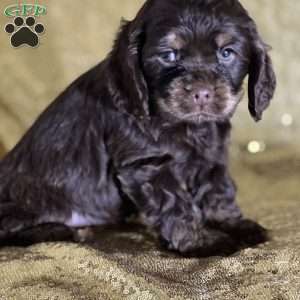 Cameron, Cocker Spaniel Puppy