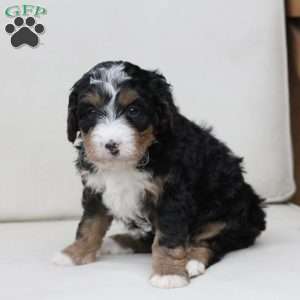 Mable, Bernedoodle Puppy