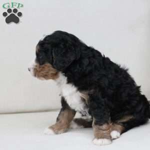 Mable, Bernedoodle Puppy