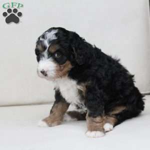 Mable, Bernedoodle Puppy