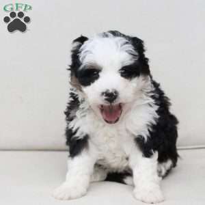 Layla, Bernedoodle Puppy