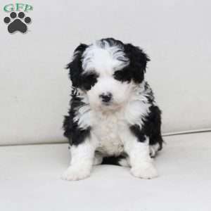 Layla, Bernedoodle Puppy