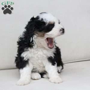 Layla, Bernedoodle Puppy