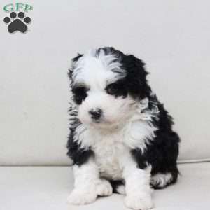 Layla, Bernedoodle Puppy