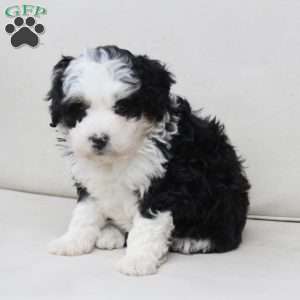 Layla, Bernedoodle Puppy