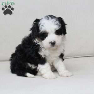 Layla, Bernedoodle Puppy