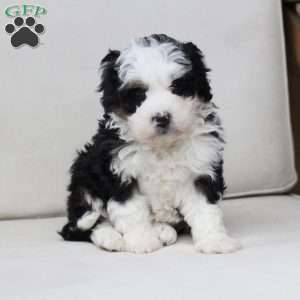 Layla, Bernedoodle Puppy