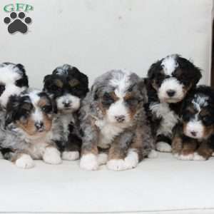 Diesel, Bernedoodle Puppy