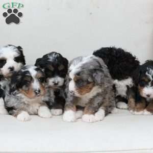 Ranger, Bernedoodle Puppy