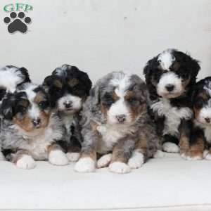 Mable, Bernedoodle Puppy