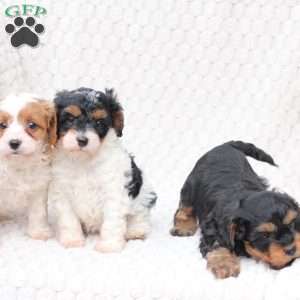 Bailey, Cavapoo Puppy