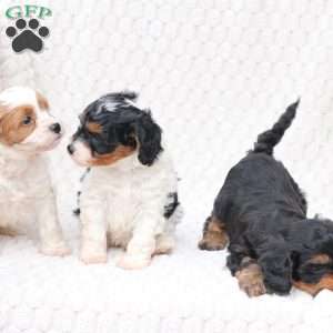 Bailey, Cavapoo Puppy