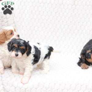 Walter, Cavapoo Puppy