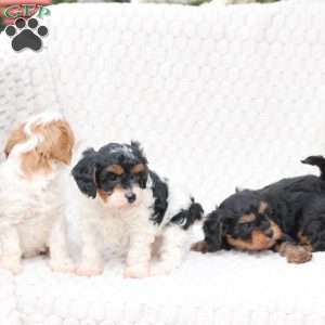 Walter, Cavapoo Puppy