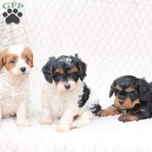 Walter, Cavapoo Puppy