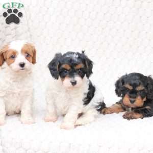 Walter, Cavapoo Puppy