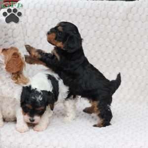 Bailey, Cavapoo Puppy