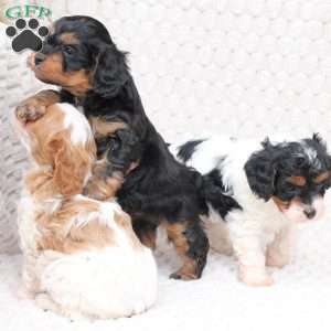 Bailey, Cavapoo Puppy