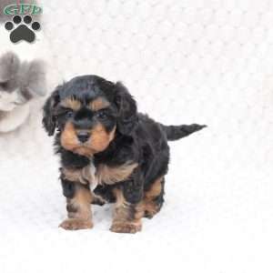 Bailey, Cavapoo Puppy
