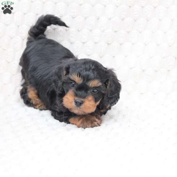 Bailey, Cavapoo Puppy