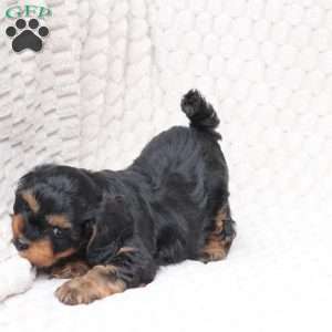 Bailey, Cavapoo Puppy