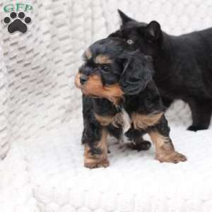 Bailey, Cavapoo Puppy