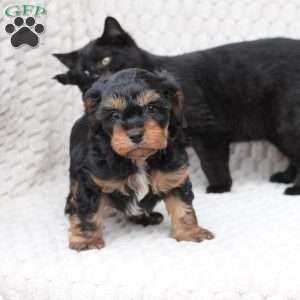 Bailey, Cavapoo Puppy
