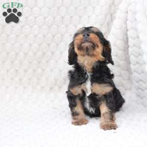 Bailey, Cavapoo Puppy