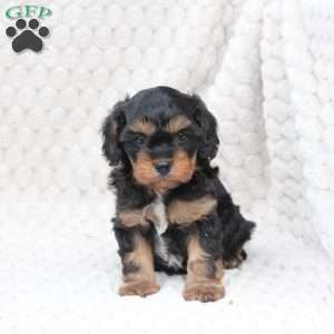 Bailey, Cavapoo Puppy