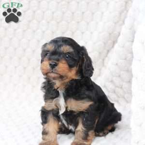 Bailey, Cavapoo Puppy
