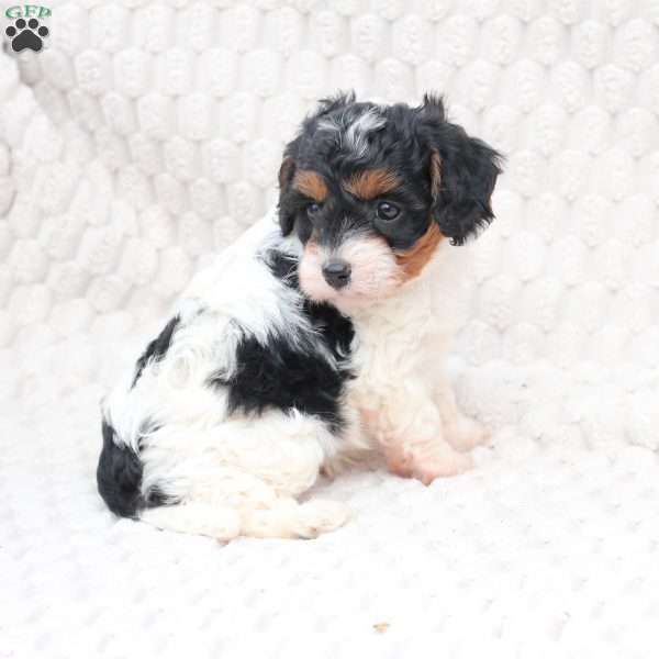 Walter, Cavapoo Puppy