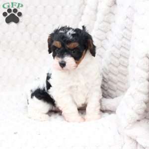 Walter, Cavapoo Puppy