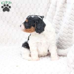 Walter, Cavapoo Puppy