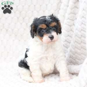 Walter, Cavapoo Puppy